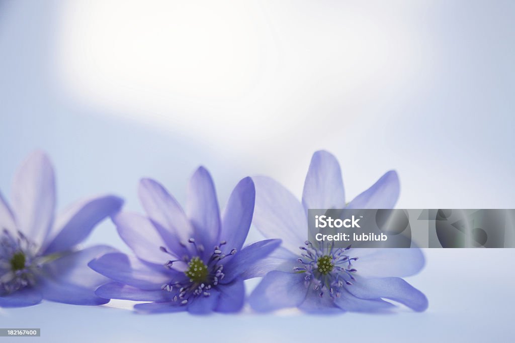 Piękne anemone kwiaty-Hepatica Nobilis na białym - Zbiór zdjęć royalty-free (Kwiat - Roślina)