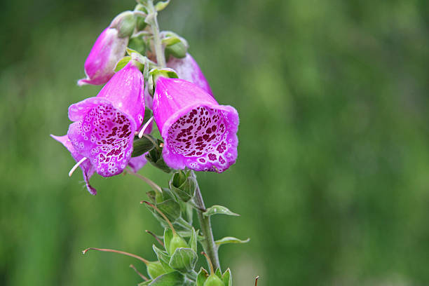 istock Purple "bells" detail 182167472