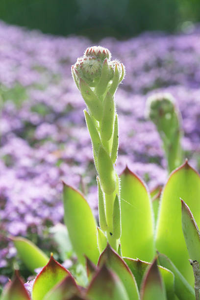 verde close-up - soboliferum foto e immagini stock