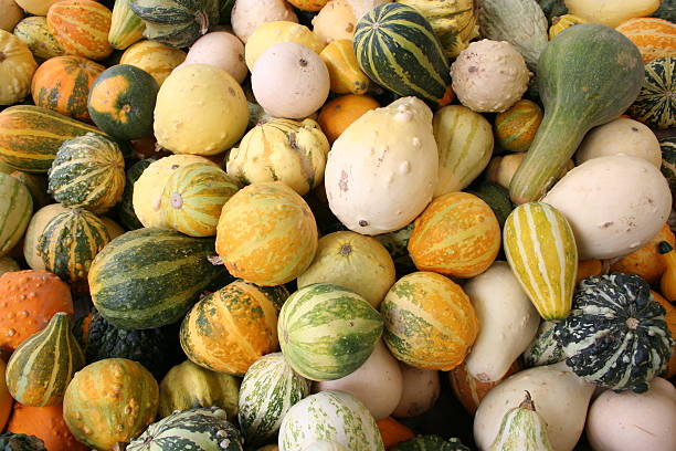 Cтоковое фото Gourds и сквош