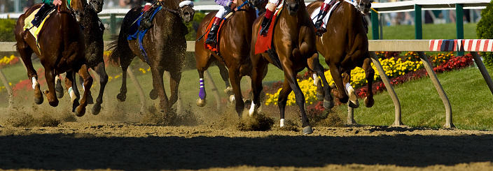 Thoroughbred horses racing into the first turn on a dirt track as the dirt flies