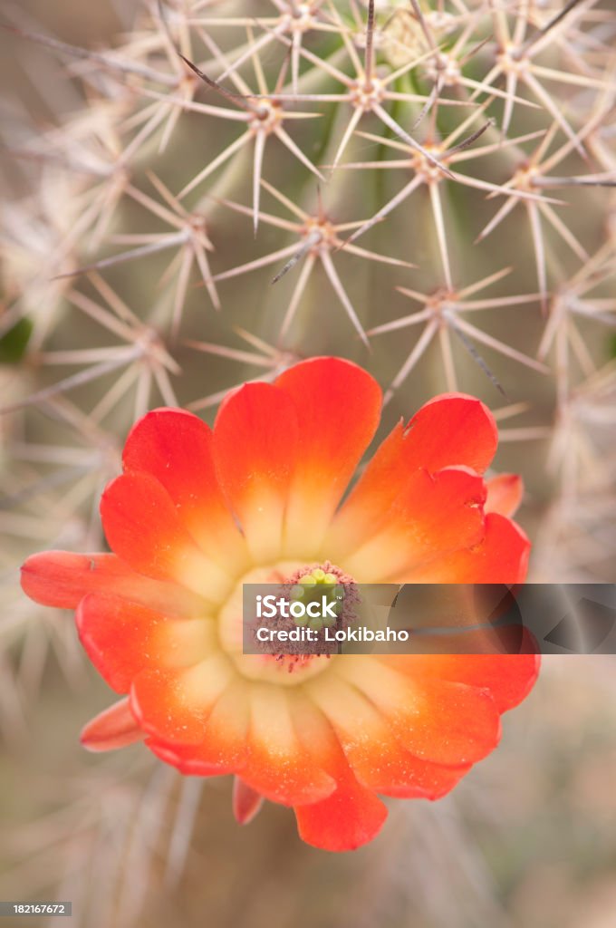 Wunderschöne Claret Cup-Igel Blüten - Lizenzfrei Blume Stock-Foto