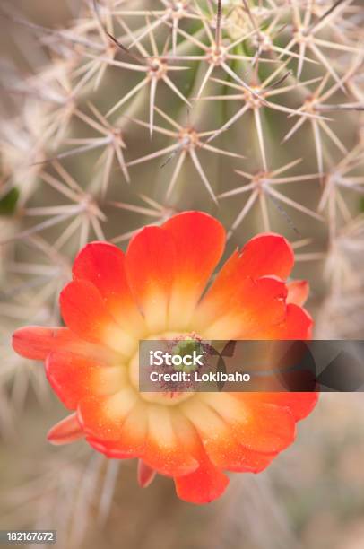 Wunderschöne Claret Cupigel Blüten Stockfoto und mehr Bilder von Blume - Blume, Kaktus, Arizona