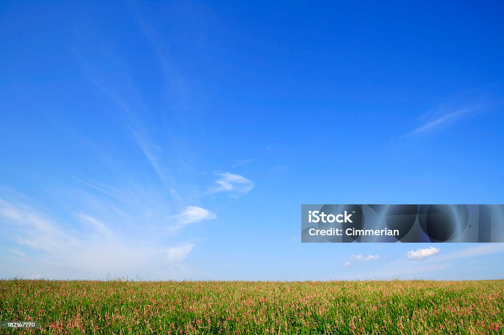 Campo de verano - Foto de stock de Agricultura libre de derechos