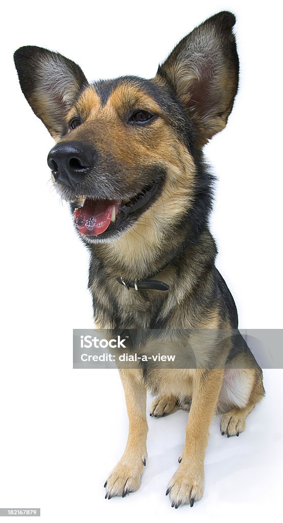 Немецкая овчарка собаки - Стоковые фото Белый роялти-фри