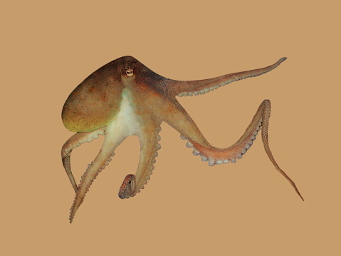 digital render of an octopus isolated on white