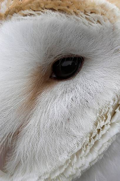 Close-up portrait of a barn owl (Tyto alba)