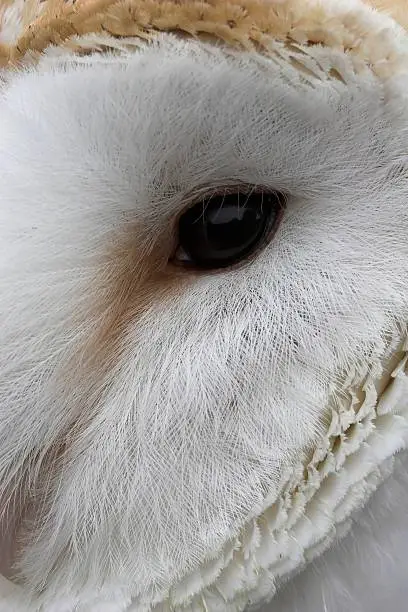 Photo of Close up of an Owl's eye