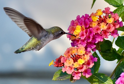 Beautiful Anna’s Hummingbird drinkiing nectar from colorful lantana flowers in garden