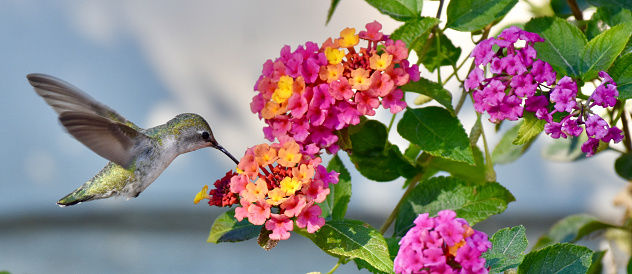 Beautiful hovering Anna’s Hummingbird drinking nectar from colorful lantana flowers in garden