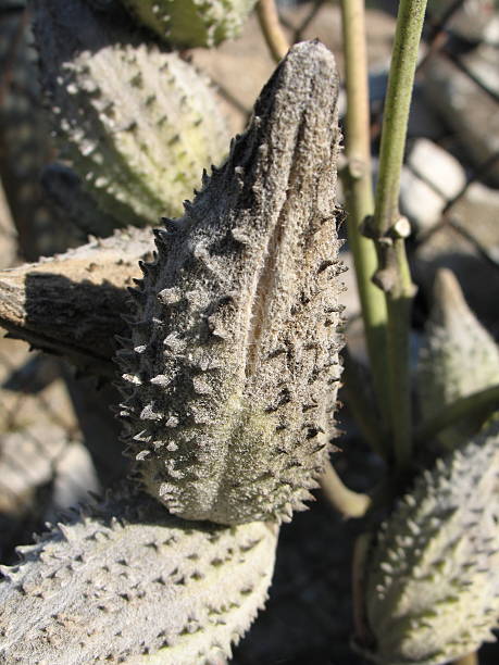 Milkweed Closeup stock photo