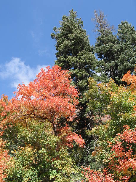 Autumn Trees in the Mountains stock photo