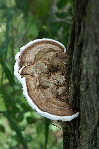 Mushroom stock photo