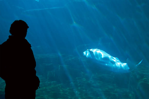 istock Whale and girl 182168173