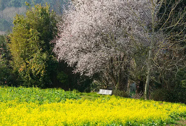 "White bench surrounded by The Spring, flowers in trees and fields"