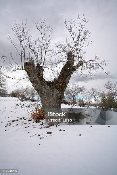 Chestnut Tree Portugal Stockfoto und mehr Bilder von Agrarbetrieb - Agrarbetrieb, Ast - Pflanzenbestandteil, Baum