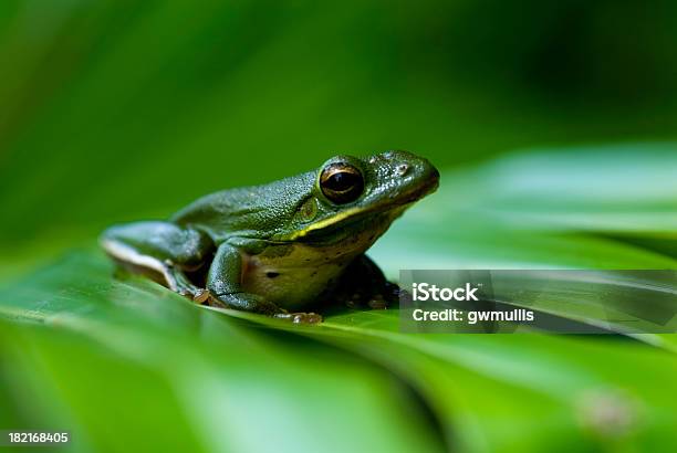 Photo libre de droit de Rainette Arboricole banque d'images et plus d'images libres de droit de Amphibien - Amphibien, Arbre, Arbre tropical