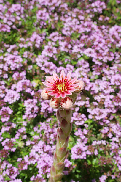 sempervivum soboliferum gros plan - soboliferum photos et images de collection