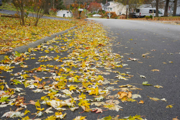 istock fallen leaves on residential street 1821685941