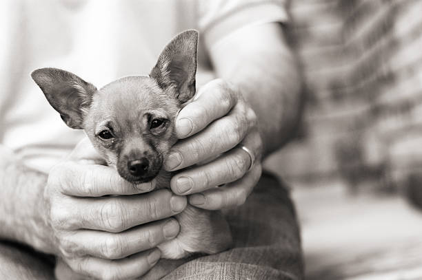 paisible chihuahua - chihuahua stroking pets human hand photos et images de collection