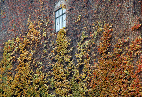 Creepers on an old wall with a window
