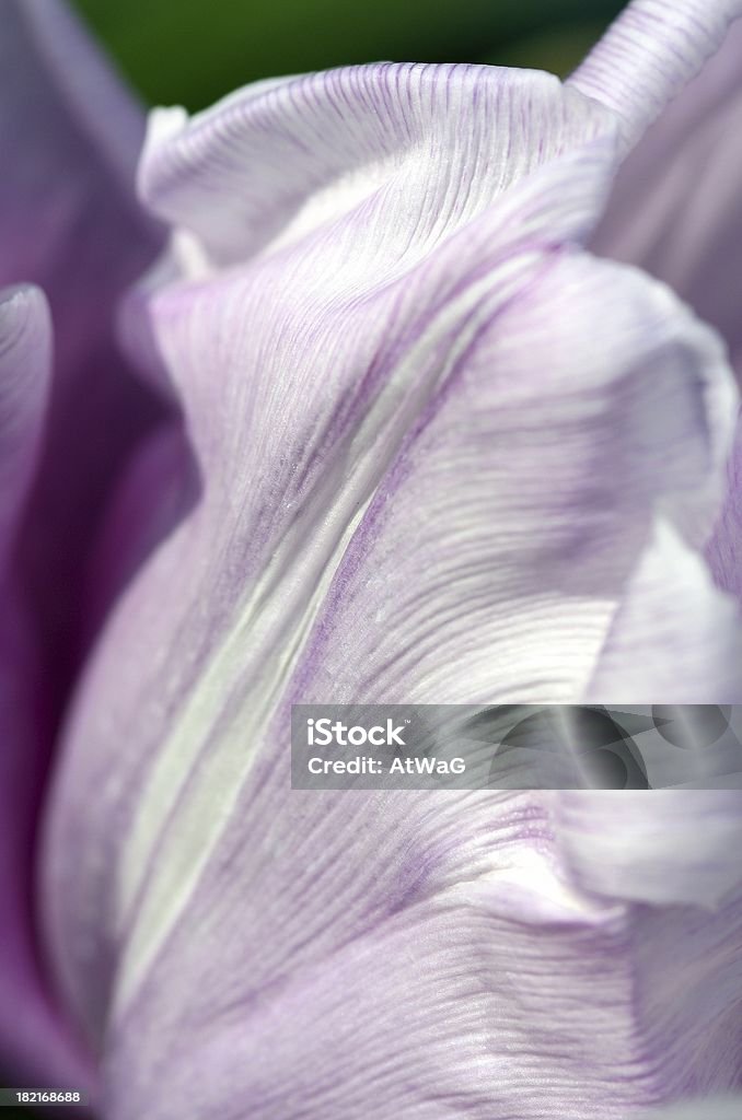 Tulipa textura. - Foto de stock de Abstrato royalty-free