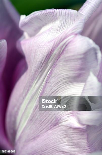 Foto de Tulipa Textura e mais fotos de stock de Abstrato - Abstrato, Botânica - Assunto, Colorido Pastel