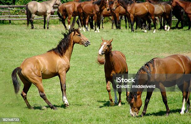Horses Stock Photo - Download Image Now - Agricultural Field, Animal, Bay Horse