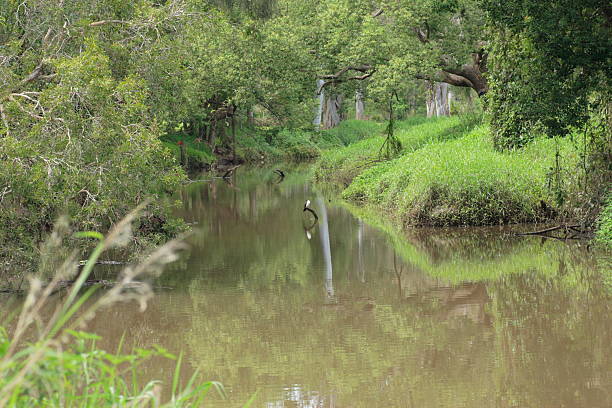 Green Creek Creek with lots of lush green foliage. stetner stock pictures, royalty-free photos & images