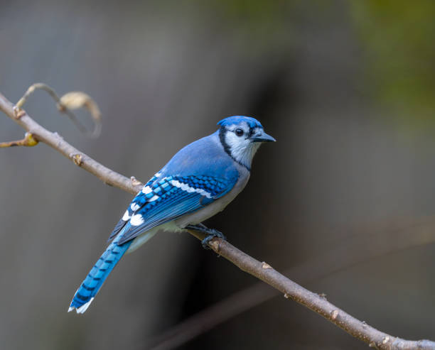 istock blue jay standing on the tree branch in autumn 1821688551