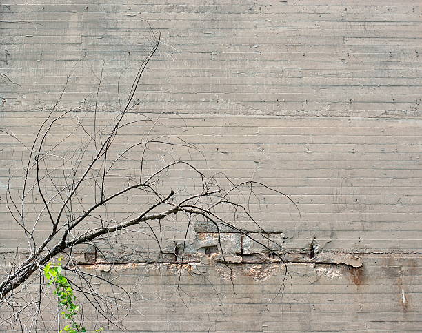 Concreto e árvore - foto de acervo