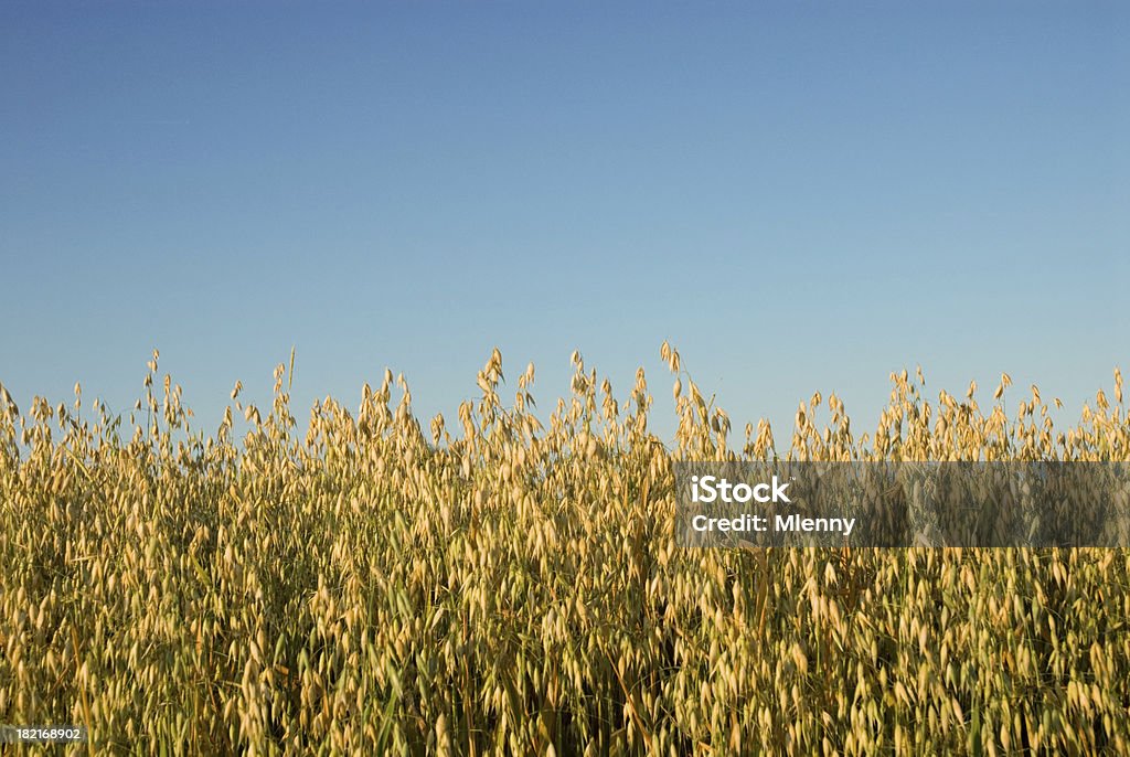 Golden Oat Field golden summer oat field with clear blue sky. Agriculture Stock Photo