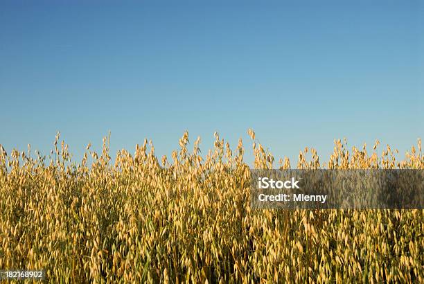 Golden Oat Field Stock Photo - Download Image Now - Agriculture, Beauty, Beauty In Nature