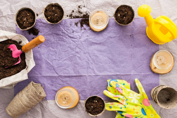 istock Planting seedlings of tomato 1821689063