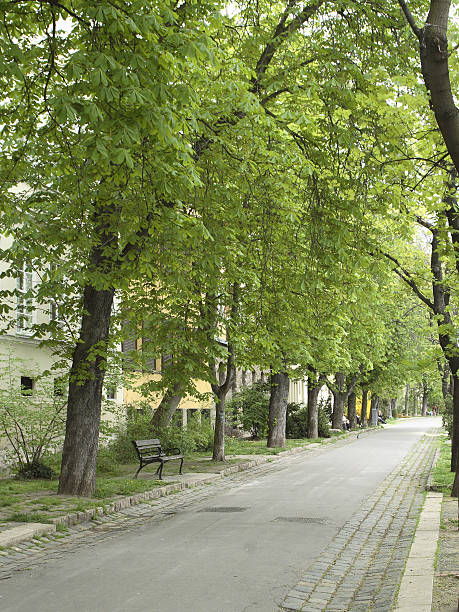 istock Quiet Street in Budapest, Hungary 182169070
