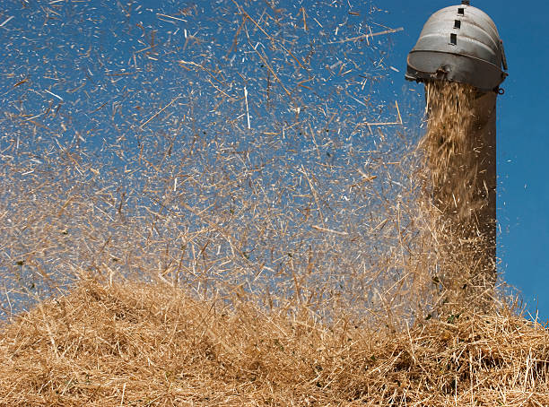 Straw blowing out of an old grain separator (threshing machine).