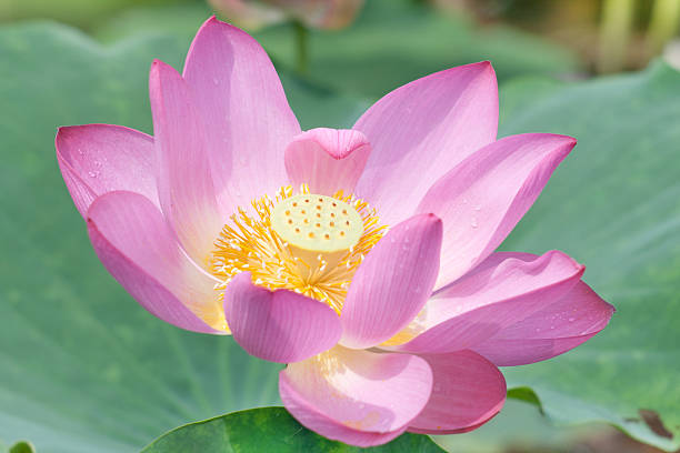 istock close up of Lotus 182169255