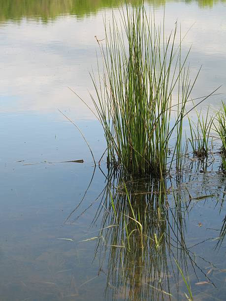 istock Grass in the Lake 182169338