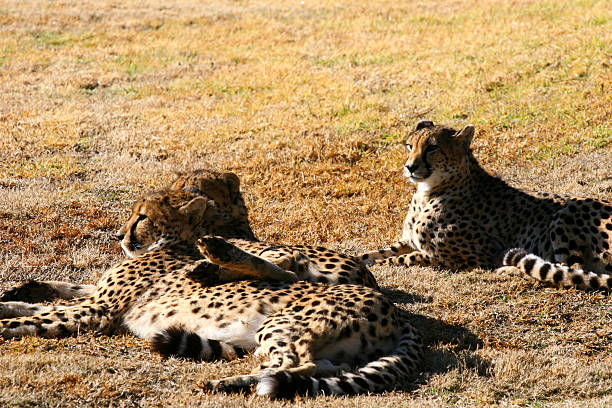 Cheetah's at rest stock photo