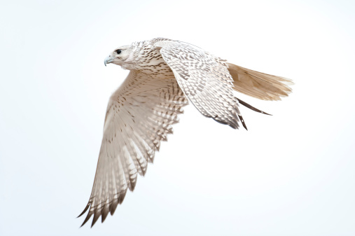 White Gyrfalcon flying