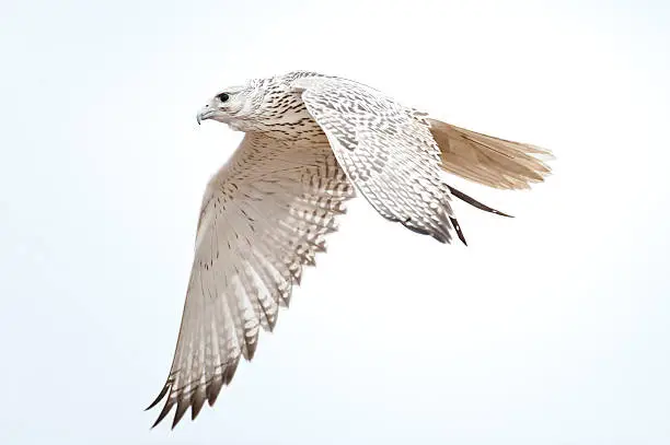 White Gyrfalcon flying