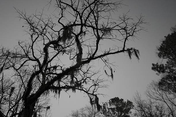 spooky tree stock photo