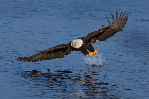 istock Bald Eagle Fishing - Alaska 182169945