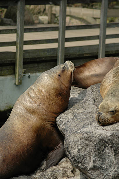 Seals on the rocks stock photo