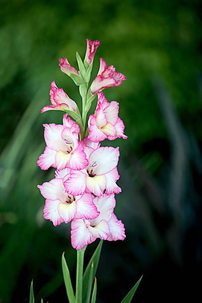 istock Pink and white gladiolus flowers in bloom 182170070