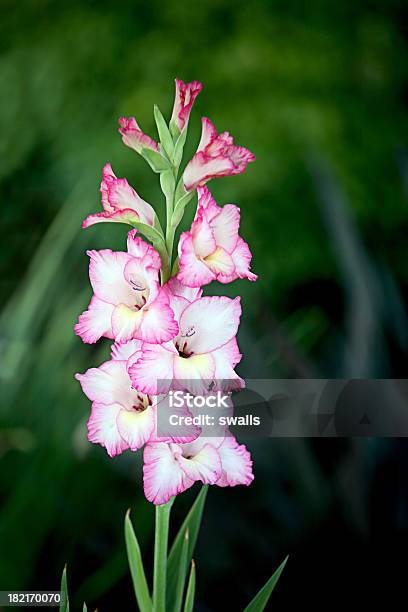 Foto de Gladíologladiola e mais fotos de stock de Gladíolo - Gladíolo, Beleza, Beleza natural - Natureza