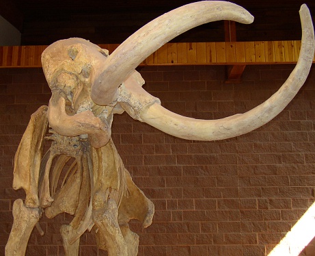 A prehistoric mammoth skeleton on display.