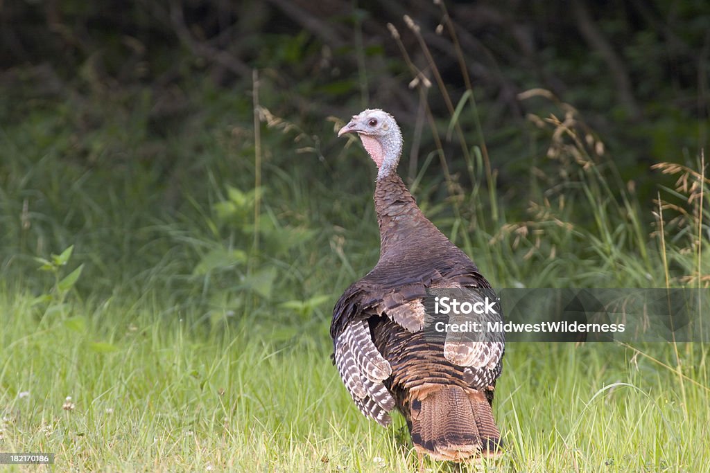 Dindon sauvage - Photo de Animaux à l'état sauvage libre de droits