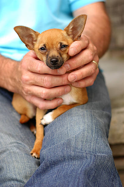 istock Little Dog, Big Hands - Color 182170257