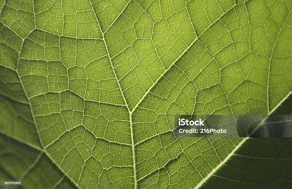 Abstract Leaf Abstract close up of leaf. Backgrounds Stock Photo